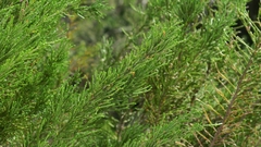 Passerina rigida