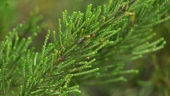 Passerina rigida