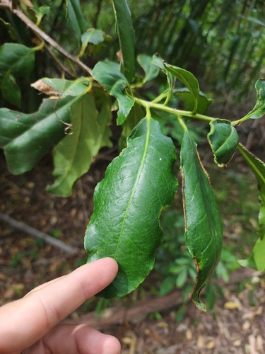 Symplocos stawellii observed 2026-02-23