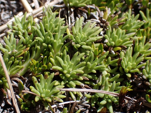Abrotanella inconspicua (Abrotanella inconspicua)