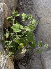 Ambrosia cordifolia