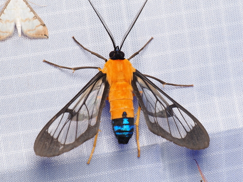 Sarosa xanthobasis