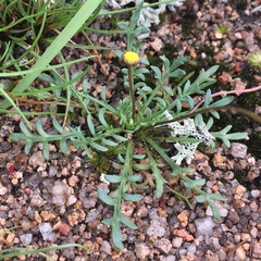 Brachyscome stuartii