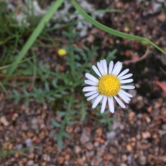 Brachyscome stuartii