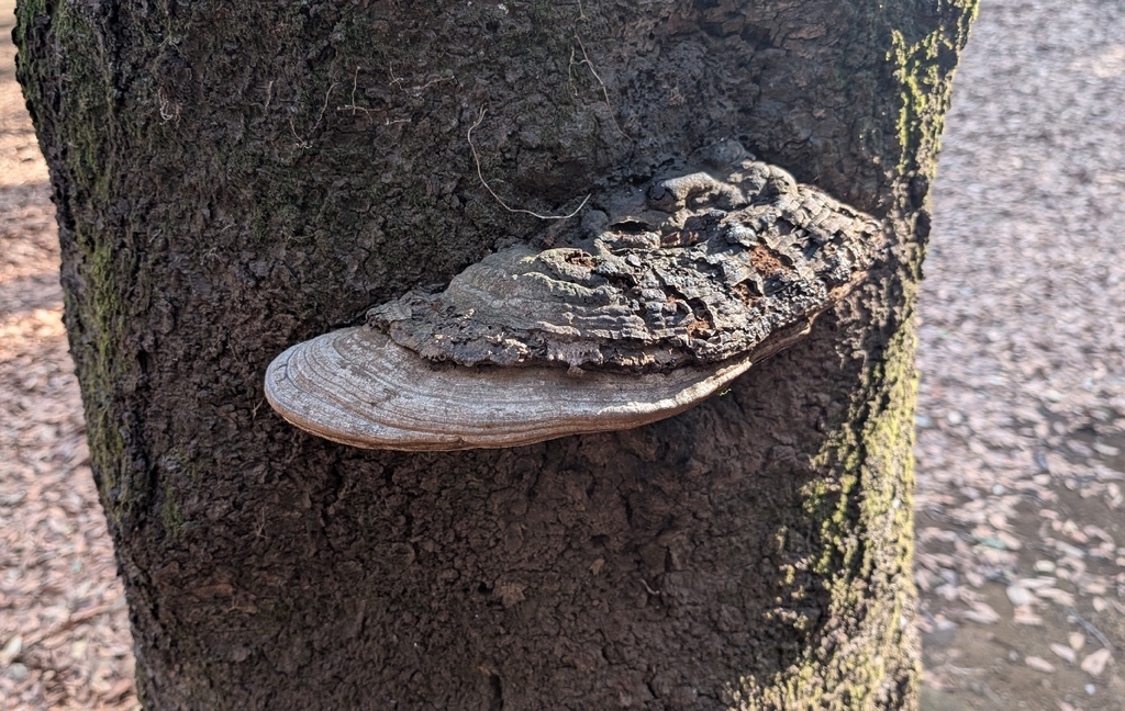 Ganoderma applanatum · February 2026 · photo: © cofa (iNaturalist, cc-by)