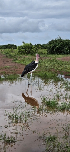 Marabou Stork