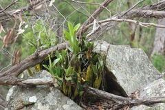 Dendrobium speciosum hillii