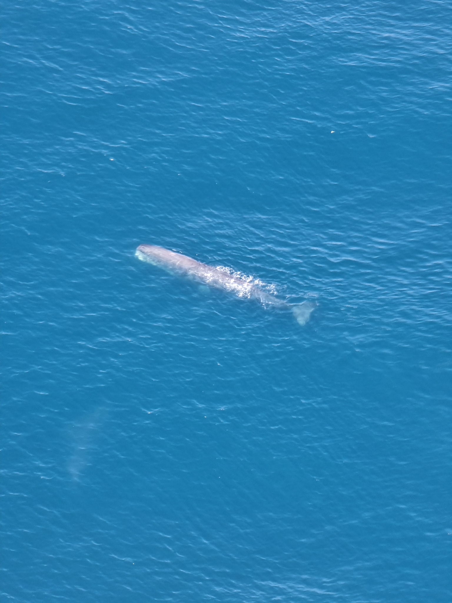 Physeter macrocephalus