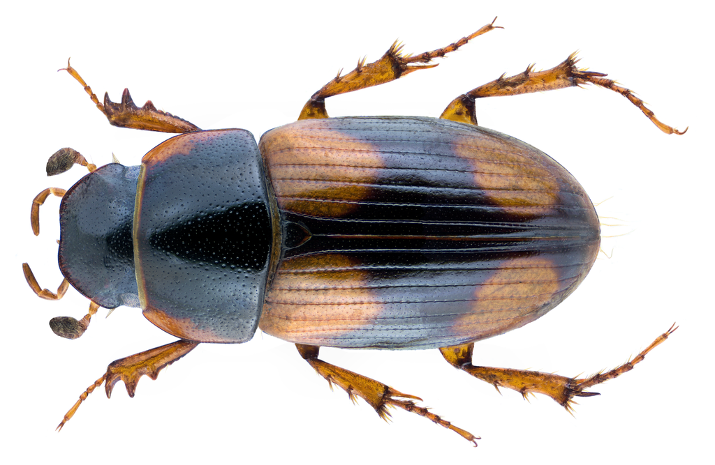 Eudolus quadriguttatus