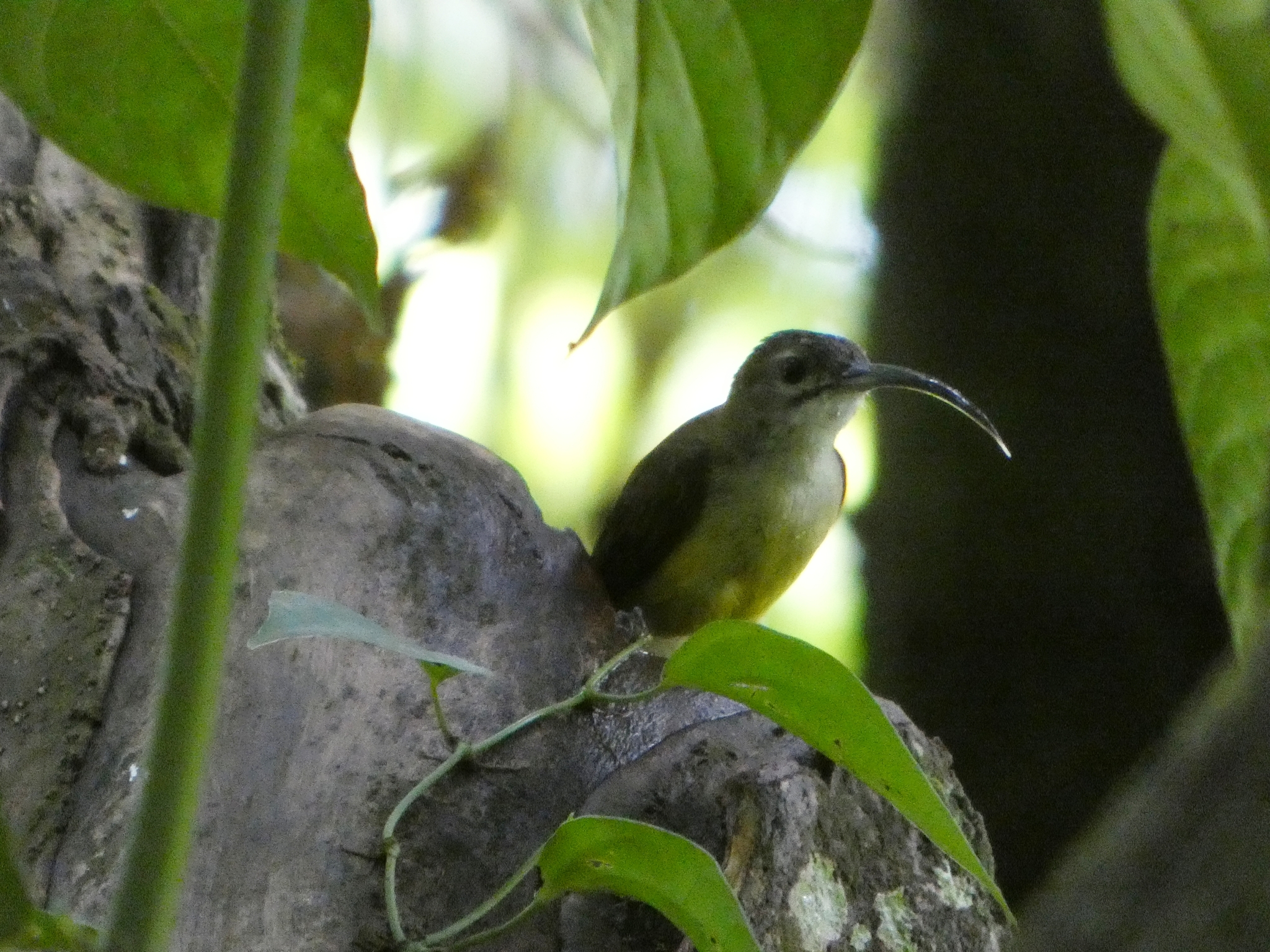 Little Spiderhunter (Arachnothera longirostra), photo 10
