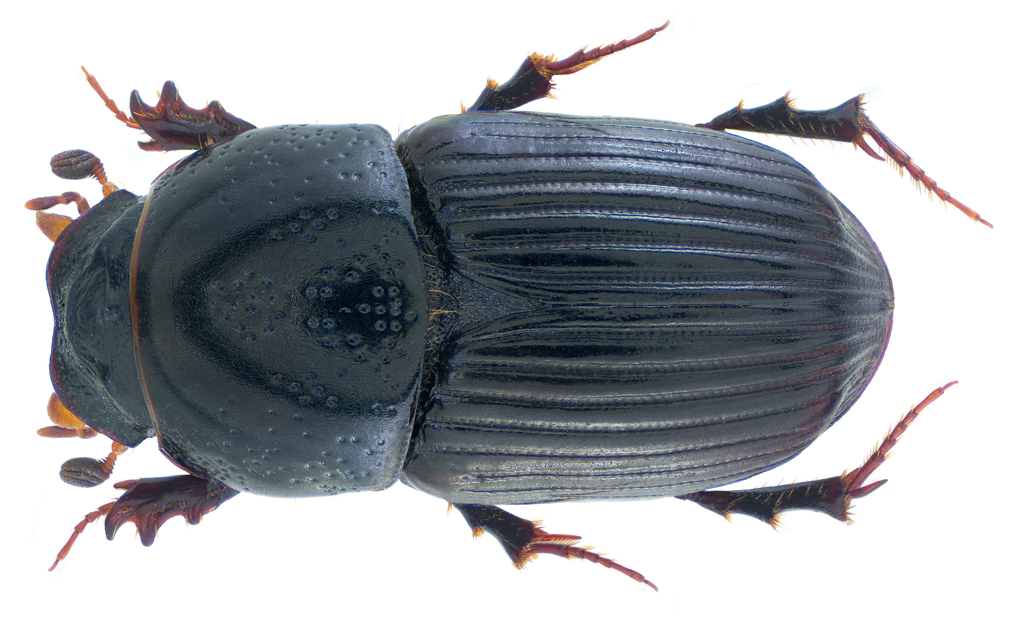 Subterranean small dung beetle