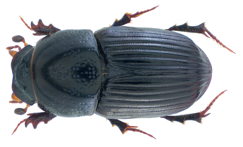 Eupleurus