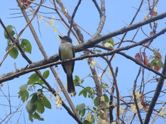 Myiarchus ferox