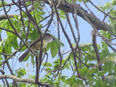 Myiarchus ferox