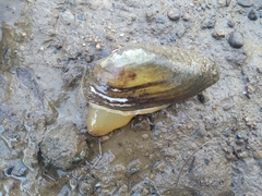 Unio elongatulus