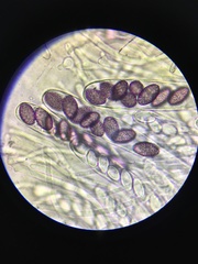 Ascobolus lineolatus