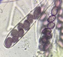 Ascobolus lineolatus