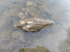 Unio elongatulus