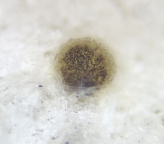 Ascobolus lineolatus