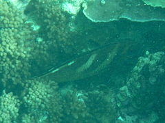 Morwong ephippium