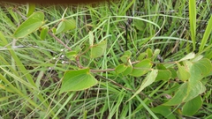 Dioscorea heteropoda