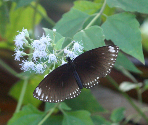 Brown King Crow Butterfly