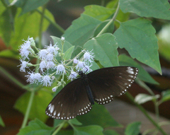 Euploea klugii erichsonii