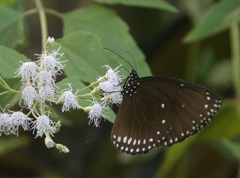 Euploea klugii erichsonii