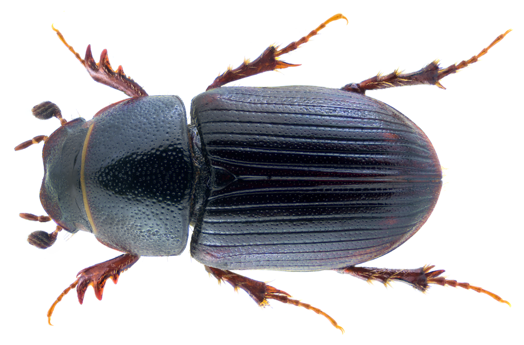Euorodalus coenosus