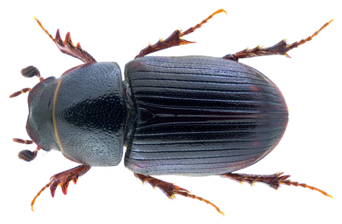 Euorodalus coenosus