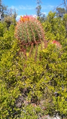Ferocactus pilosus