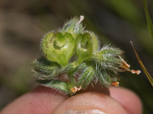 Unknown species found near Black Diamond Mines Regional Preserve, Contra Costa County, CA, USA