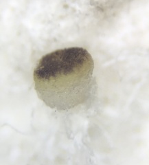 Ascobolus lineolatus