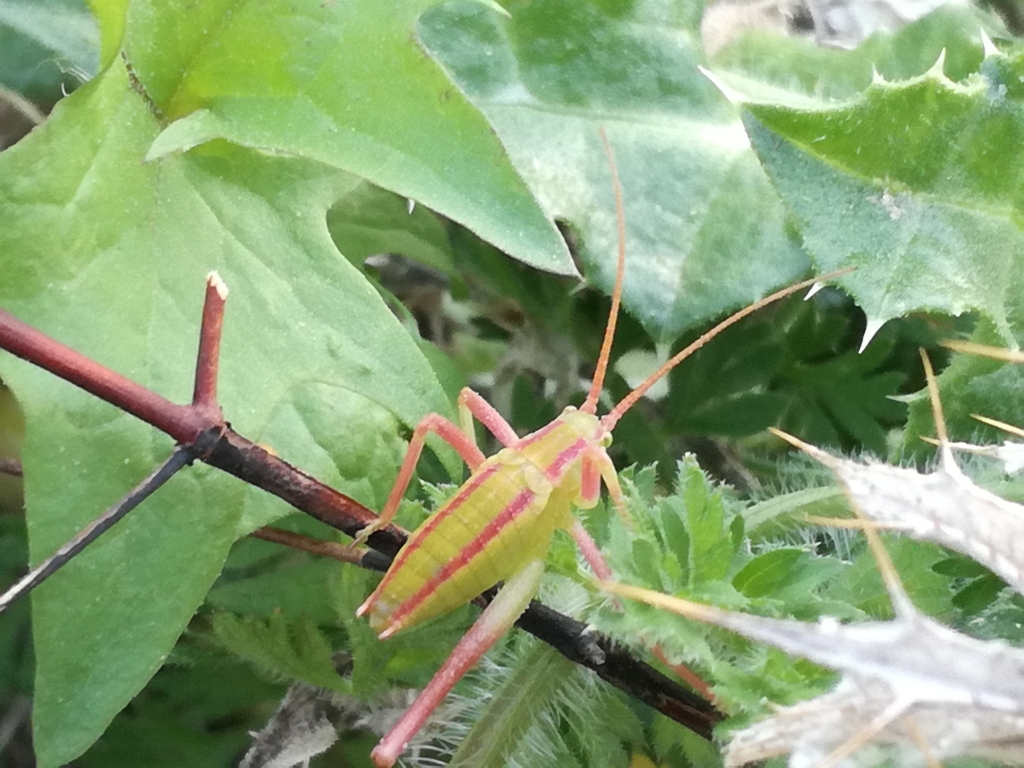 Odontura stenoxypha