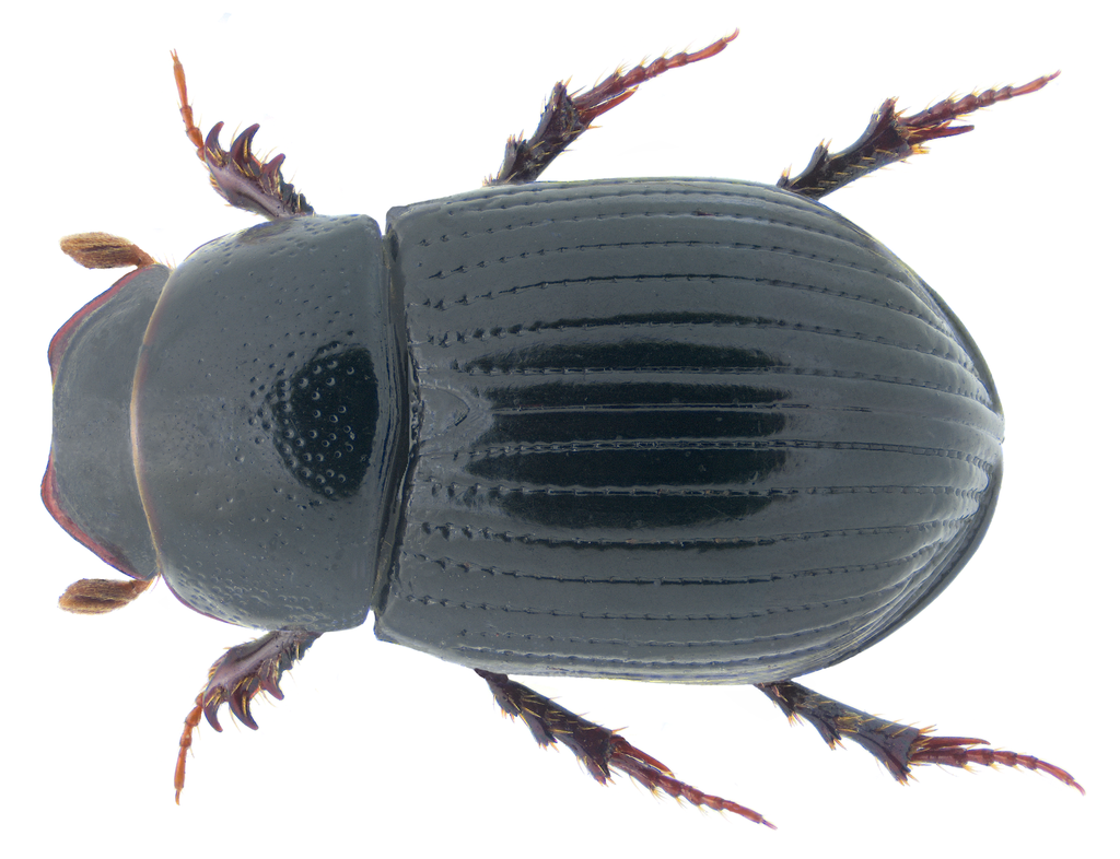 Ammoecius brevis