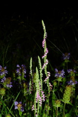 Spiranthes sinensis