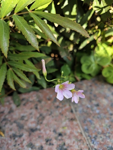Largeflower pink-sorrel