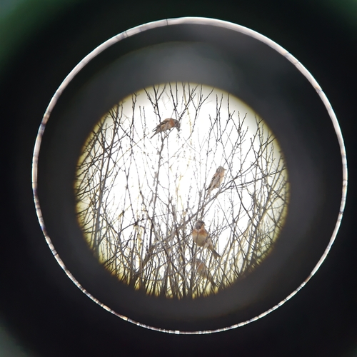 Brambling