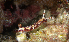 Hypselodoris decorata