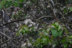 Ehretia longiflora