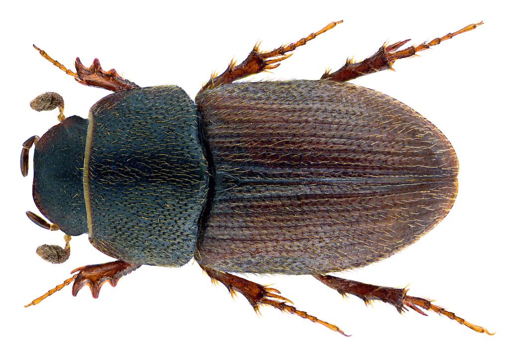 Sow small dung beetle