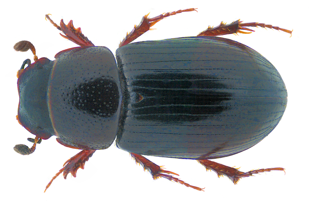 Liothorax plagiatus