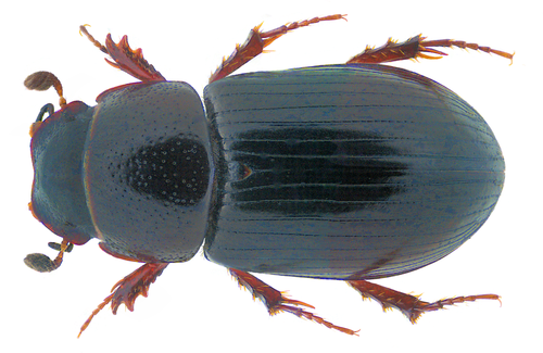 Liothorax plagiatus