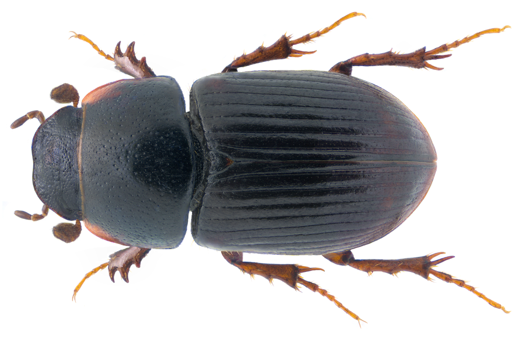 Esymus pusillus pusillus