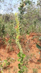 Stachytarpheta longispicata
