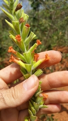 Stachytarpheta longispicata