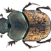 Common Horned Dung Beetle - Photo (c) Udo Schmidt, some rights reserved (CC BY-SA)