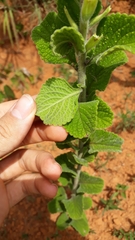 Stachytarpheta longispicata