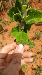 Stachytarpheta longispicata