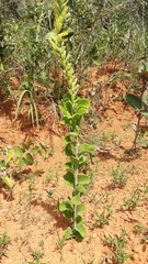 Stachytarpheta longispicata